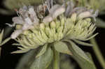 Whorled mountainmint